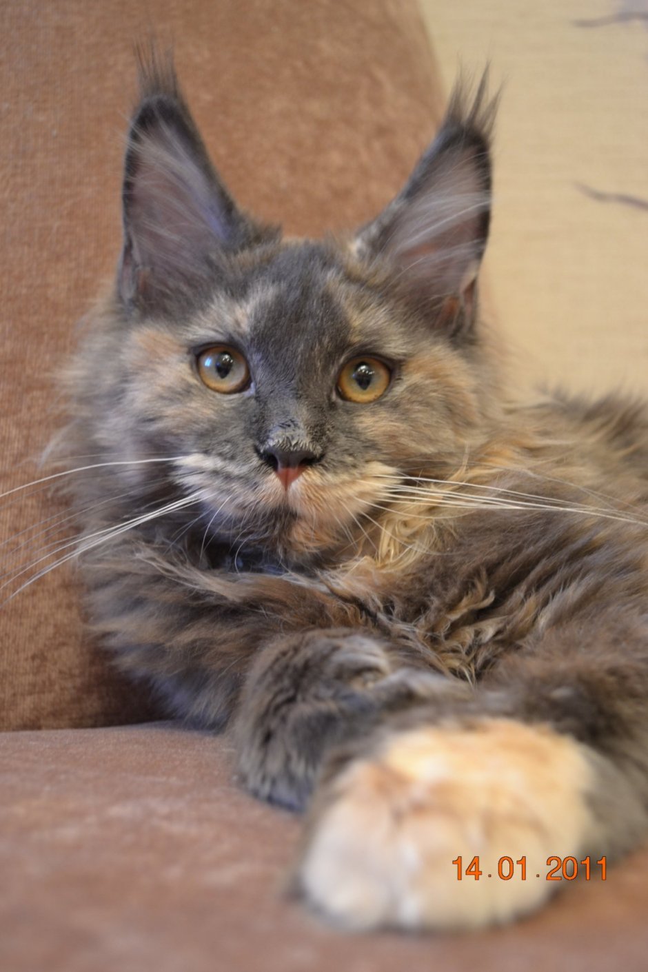 Мейн кун дымчатый