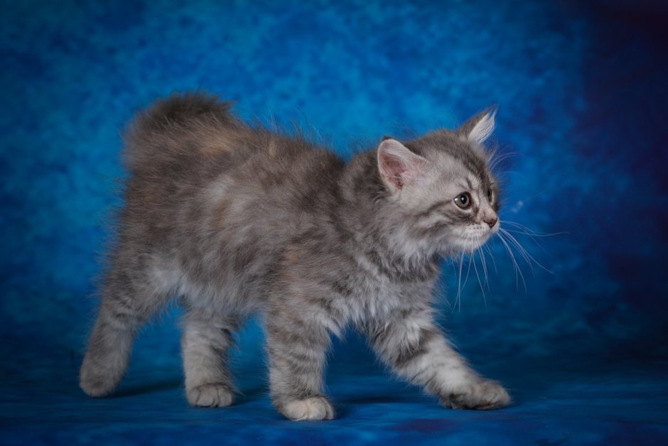 Голубокремовая черепаха Мейн кун