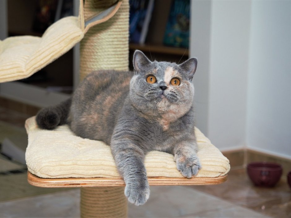 Кошка черепахового окраса крупная