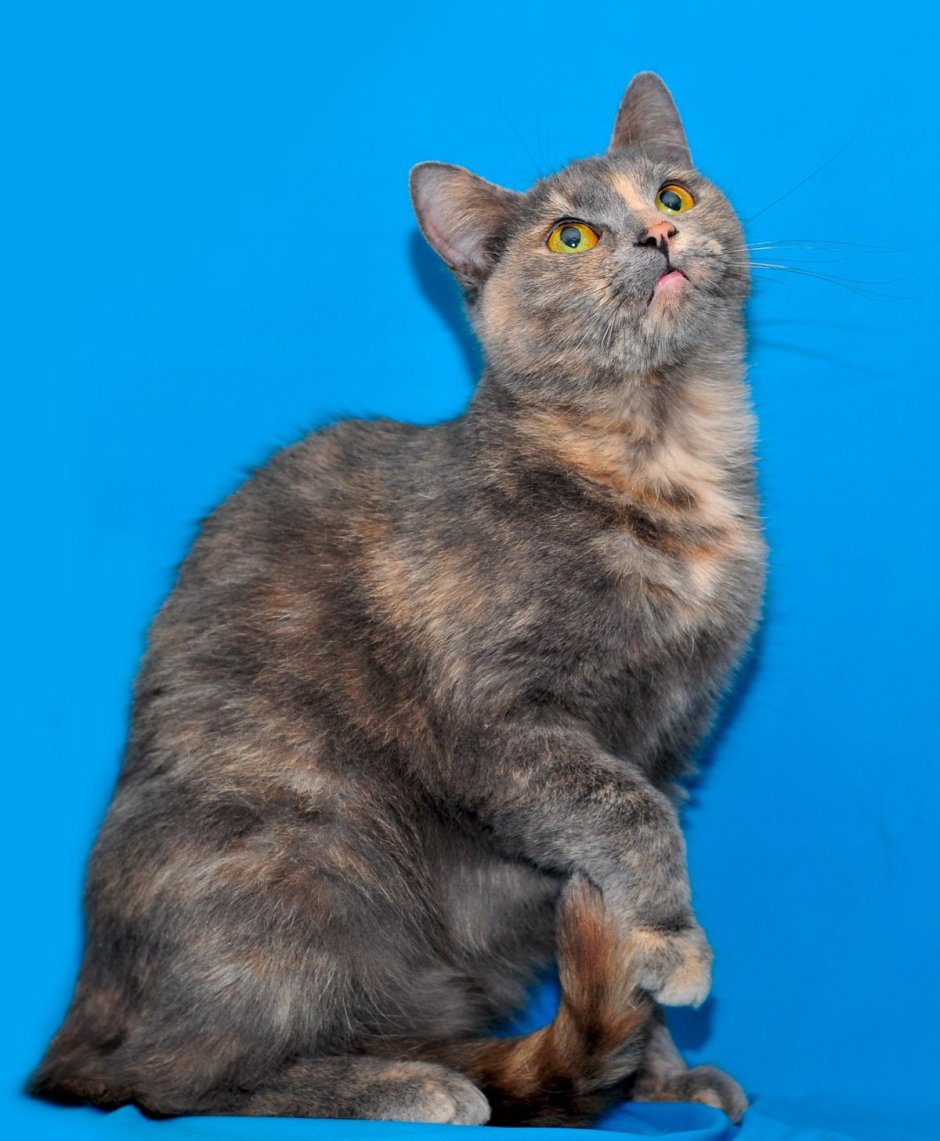 Черепаховый кот Мейн кун