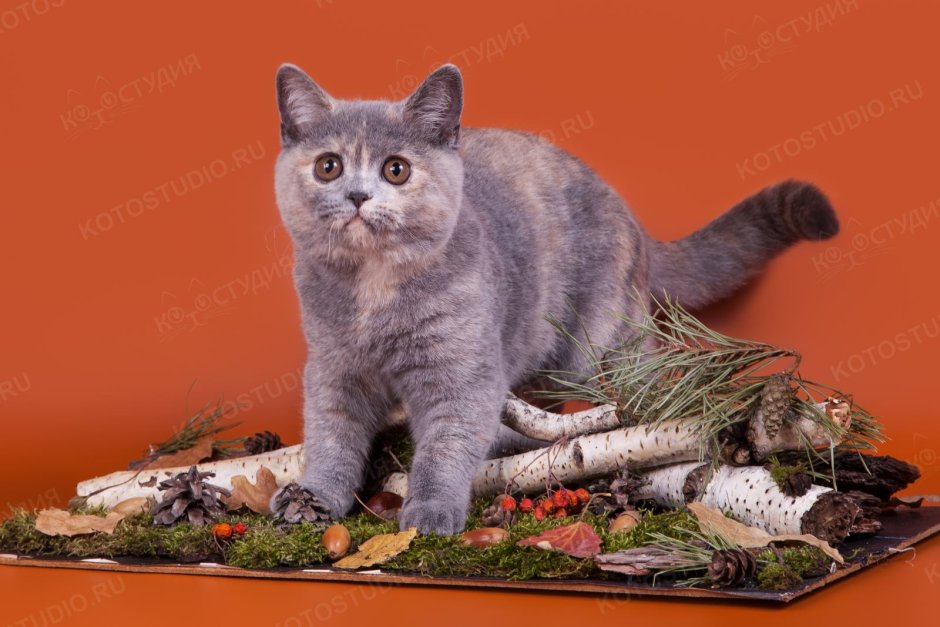 Невычесанный Мейн кун