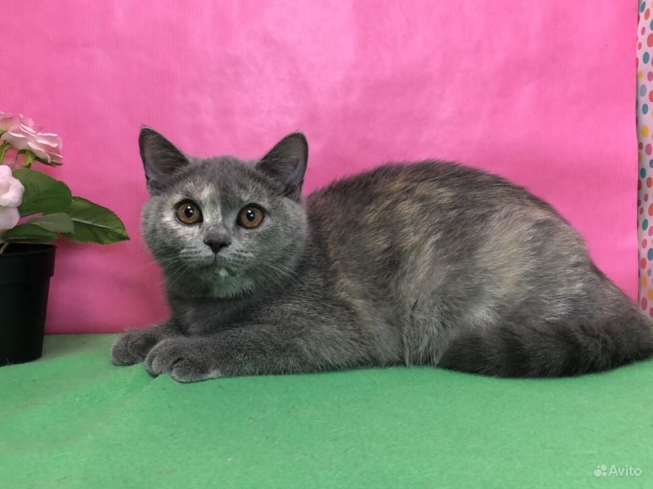 Черепаховая кошка Калико