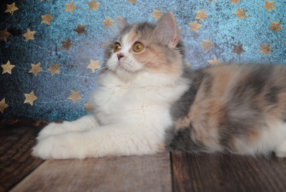 Дымчатая черепаховая кошка