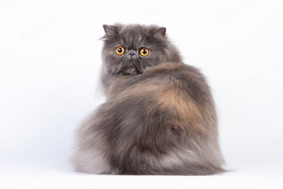 Голубокремовая Британская кошка