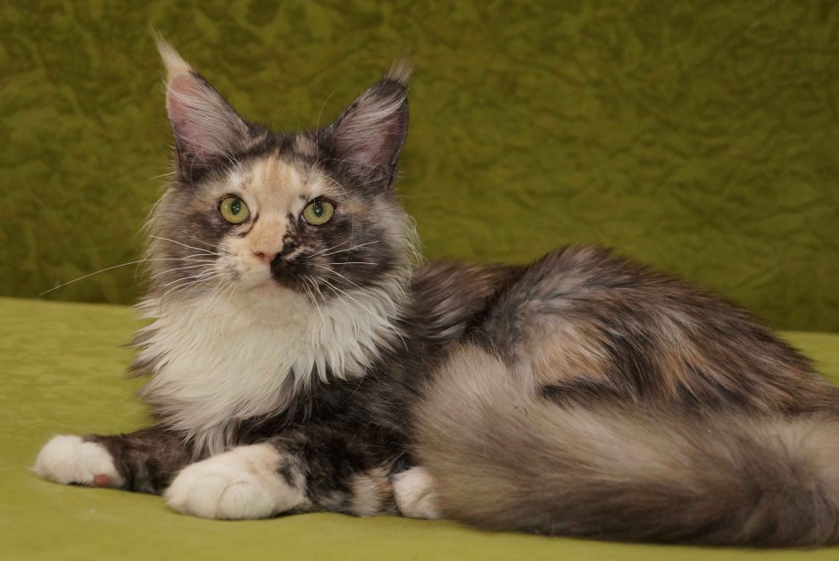 Майнкун черепаховый окрас