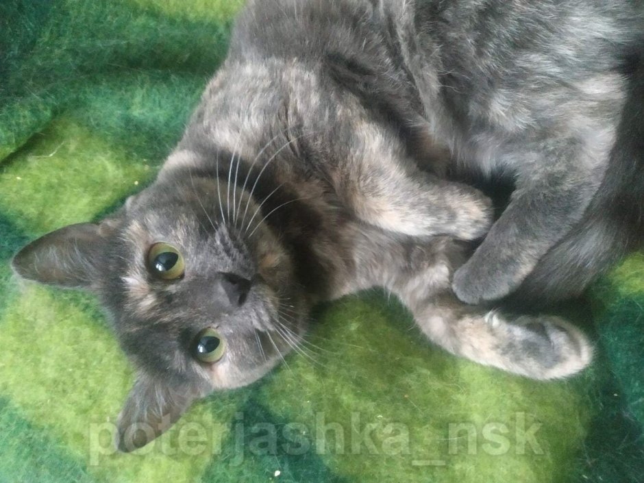 Голубокремовая черепаха Мейн кун