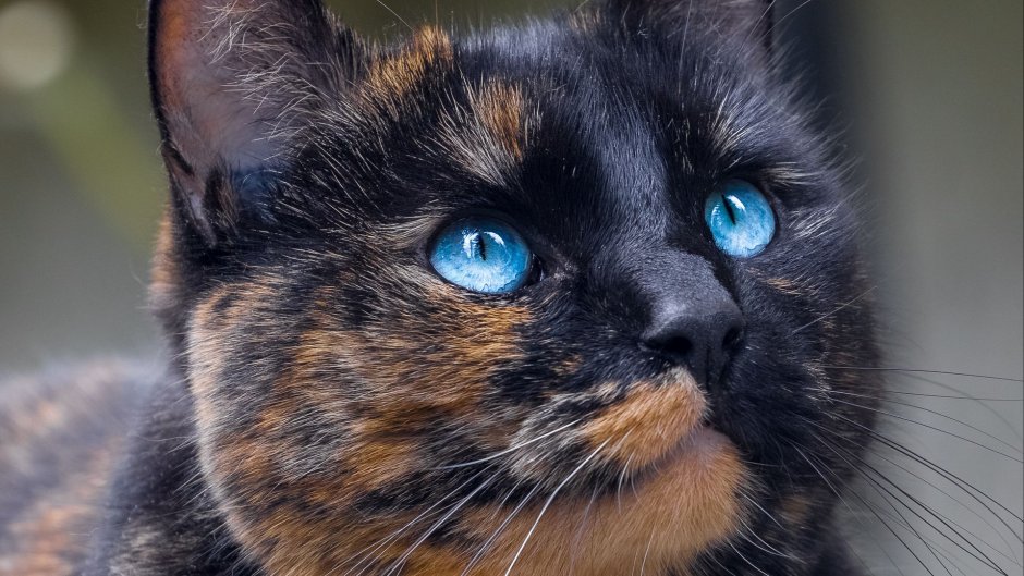 Британская короткошёрстная кошка Калико