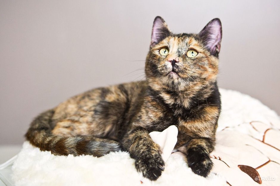 Голубокремовая Мейн кун