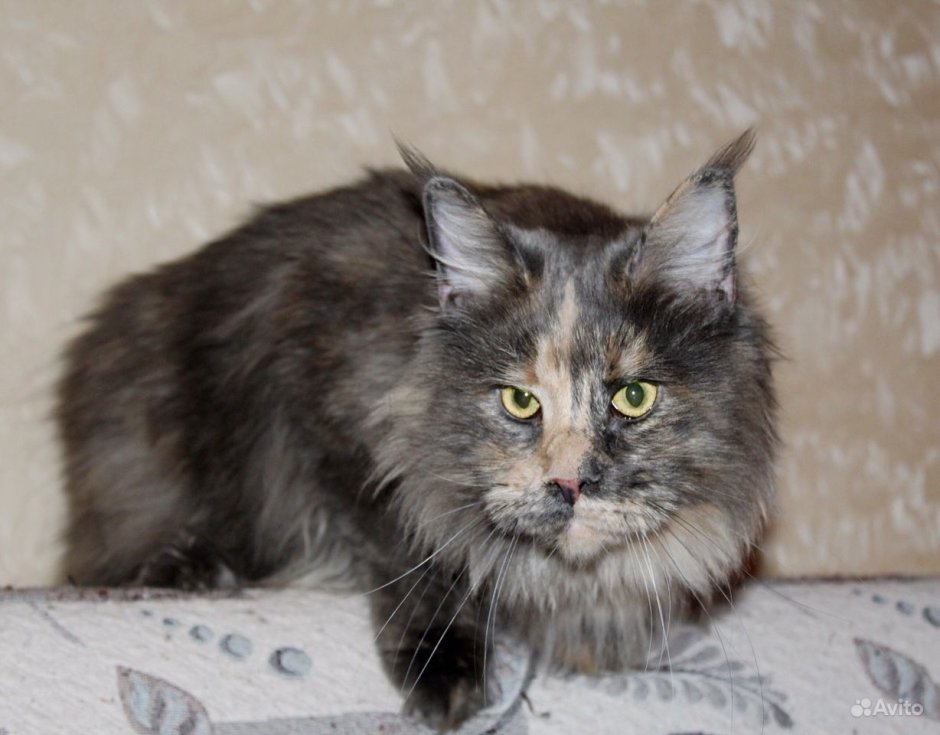 Мейн кун голубой черепаховый