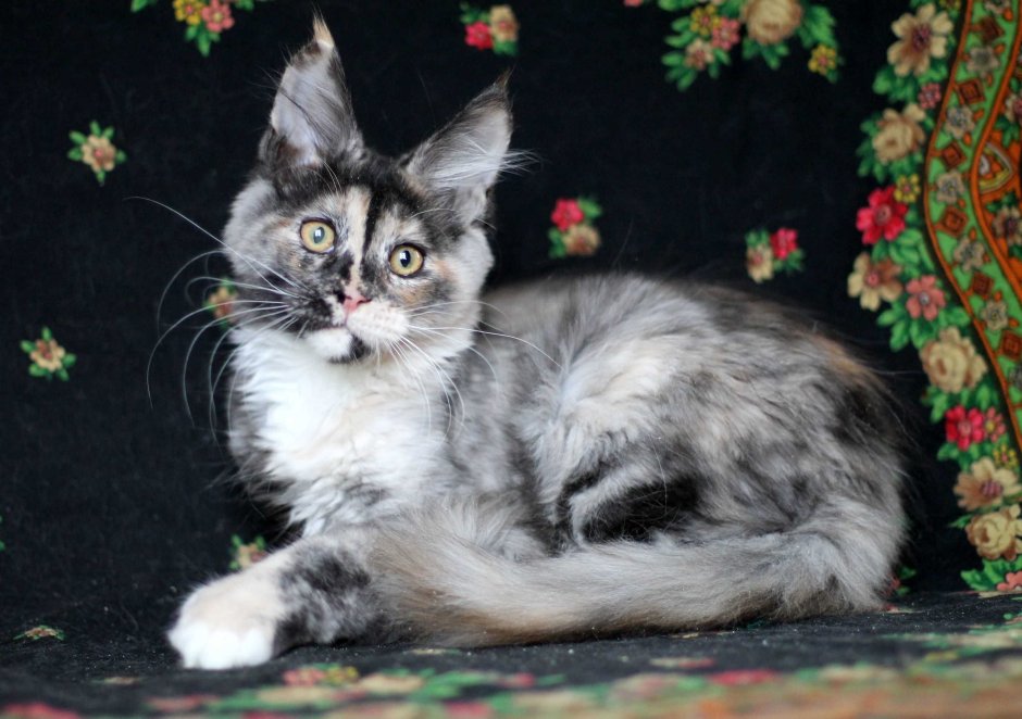Шотландская вислоухая кошка голубая черепаховая