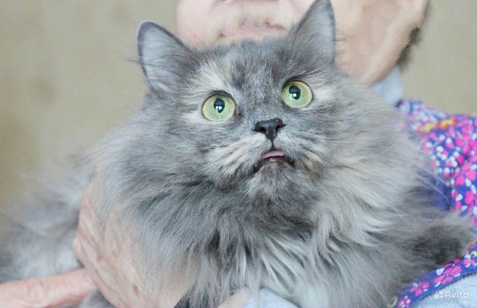 Европейская короткошерстная кошка черепаховая