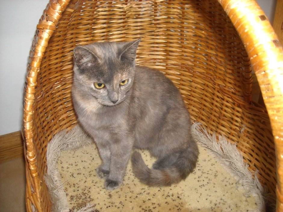 Голубокремовая черепаховая кошечка.