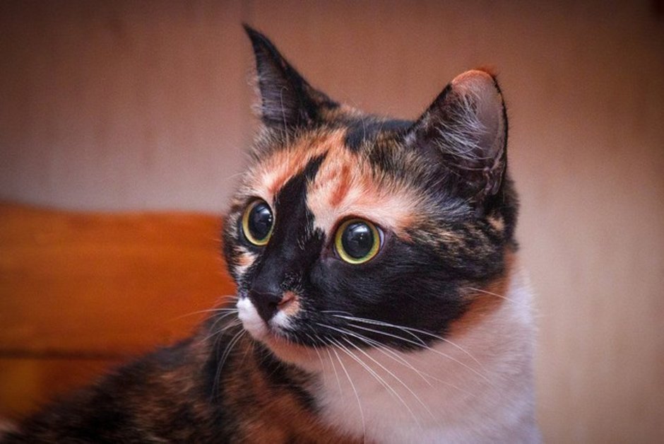 Мейн кун черепаховый