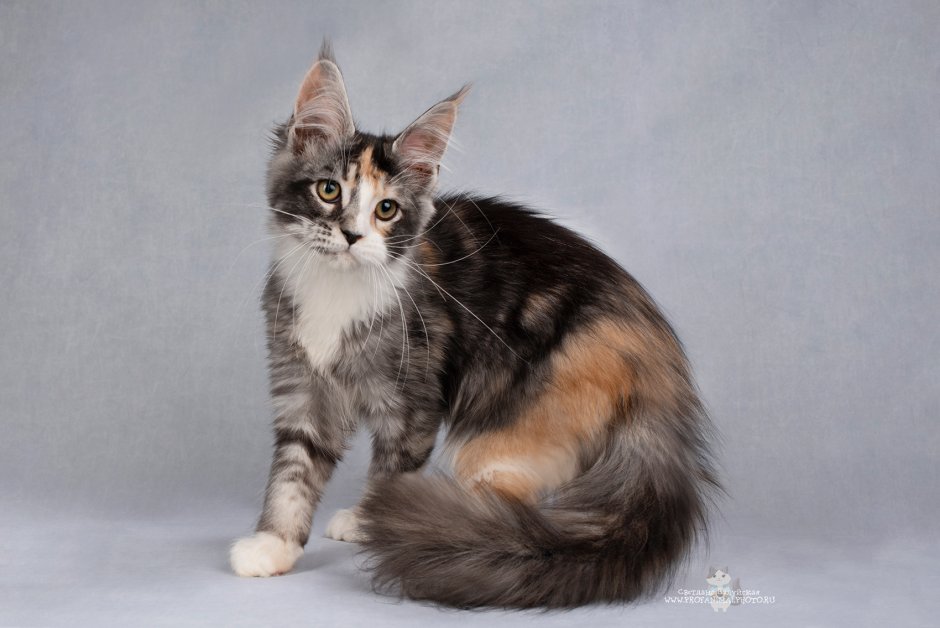 Длиннотелый котёнок