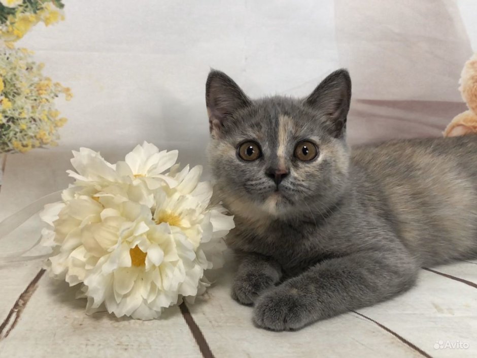 Британская черепаховая кошка серая