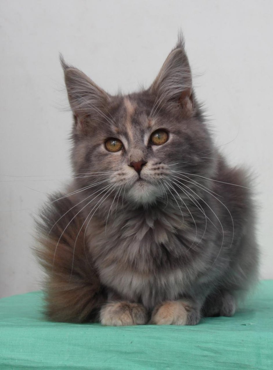 Черепаховая шиншилла кошка