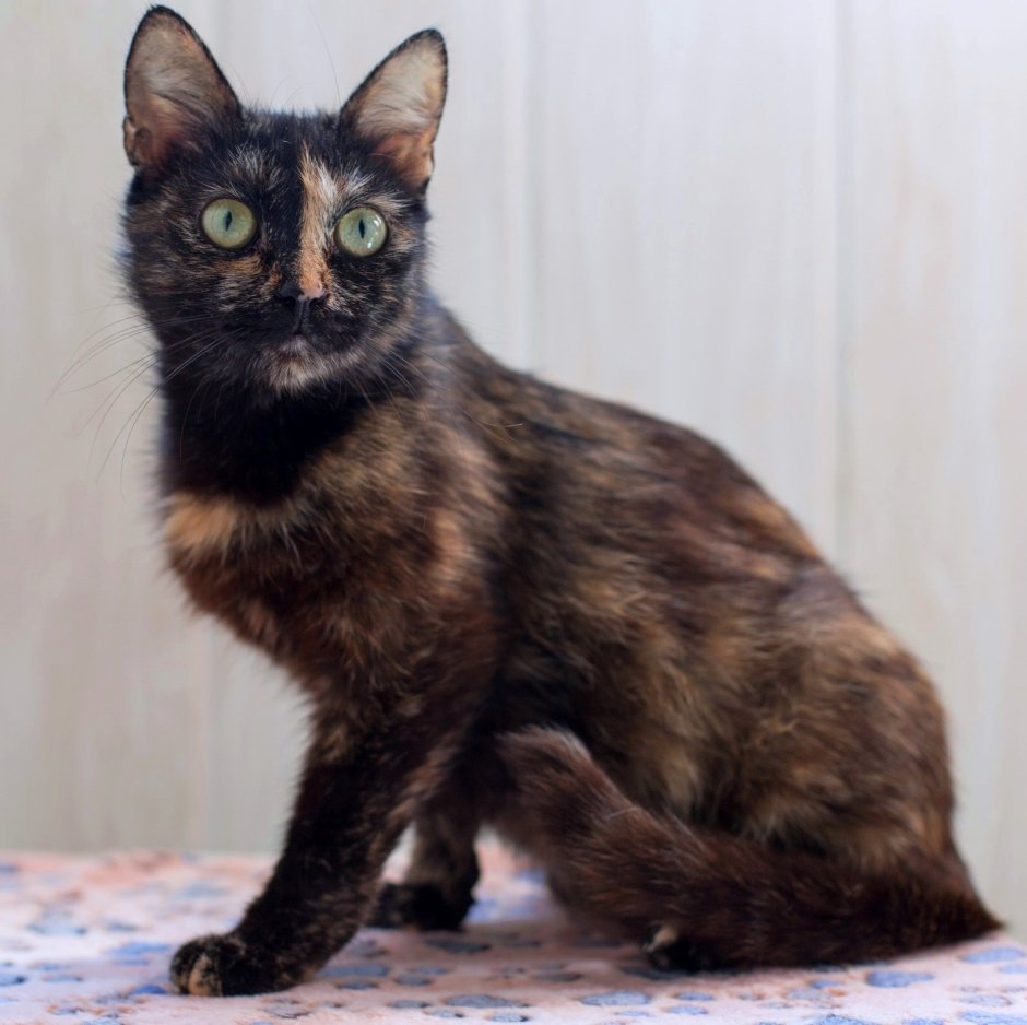 Британская длинношерстная черепаховая