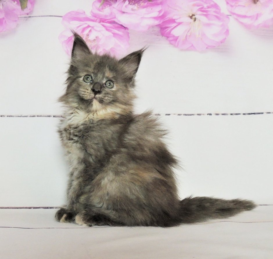 Рекс кошка черепаховая