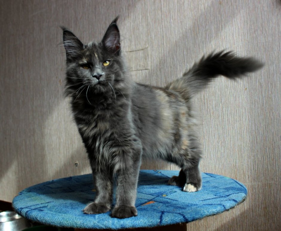 Голубокремовая кошка