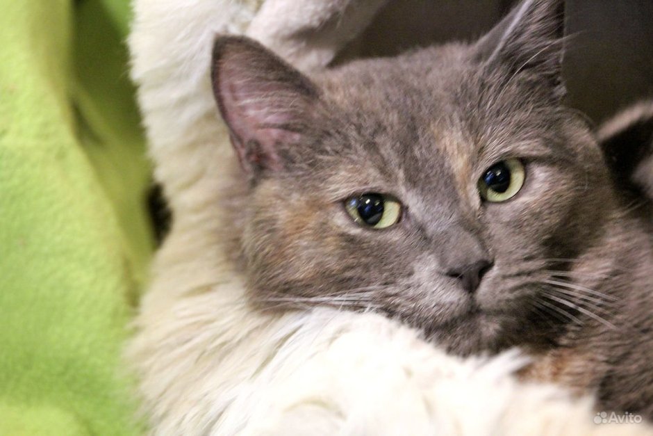 Голубокремовые кошки