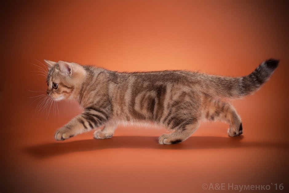 Мраморный табби Браун