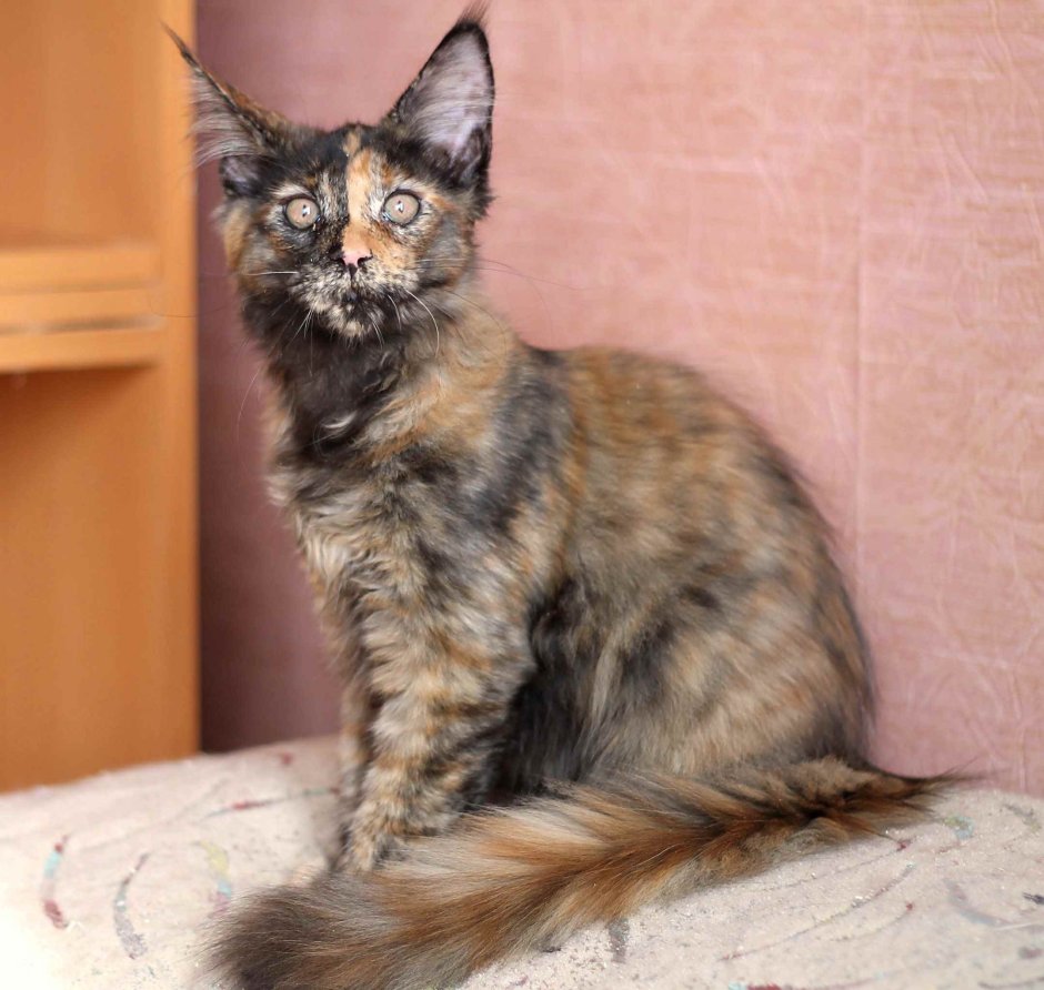 Голубокремовый черепаховый