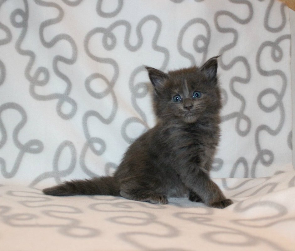 Голубокремовая кошка