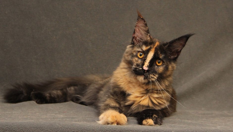 Найдена трехцветная кошка Москва и Московская область