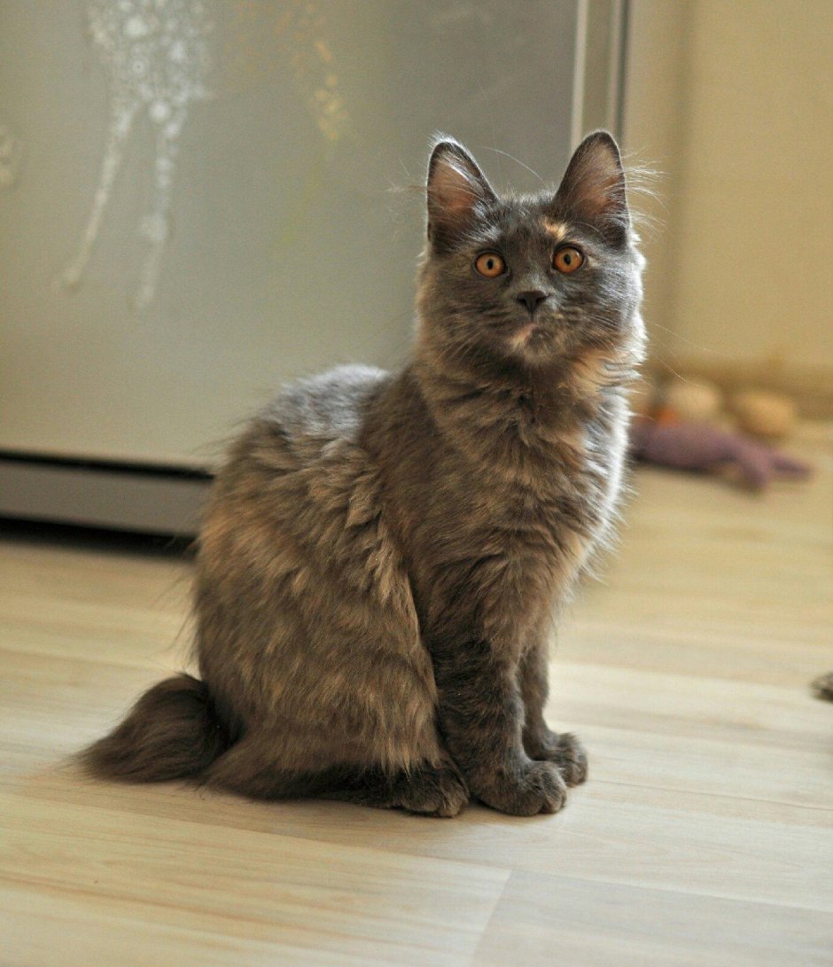 Британские котята голубокремовые