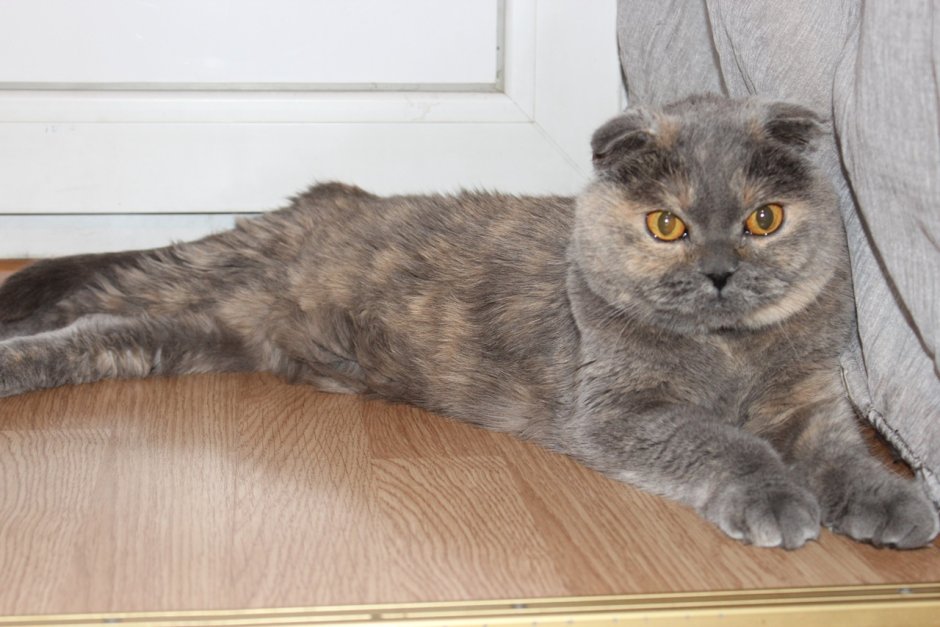 Голубокремовая черепаха страйт