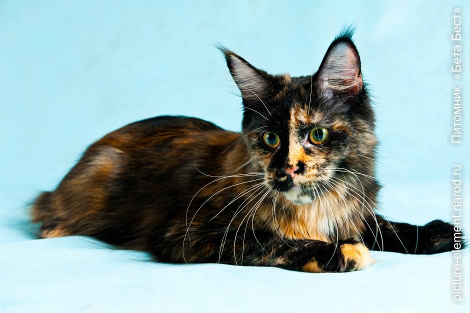 Кот черепахового окраса