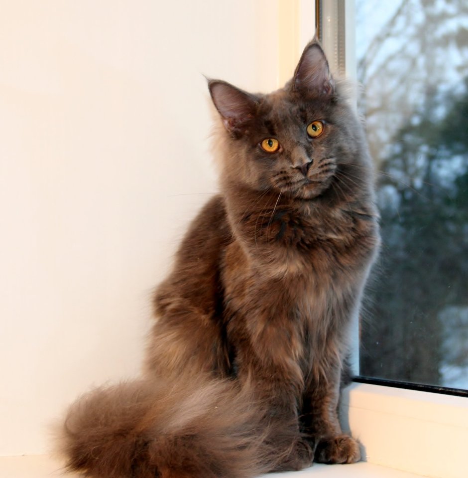 Мейн кун кошка голубая