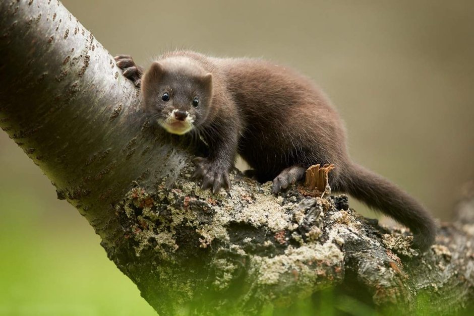 Европейская норка (Mustela lutreola)