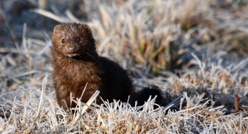 Американская норка (Mustela Vison)