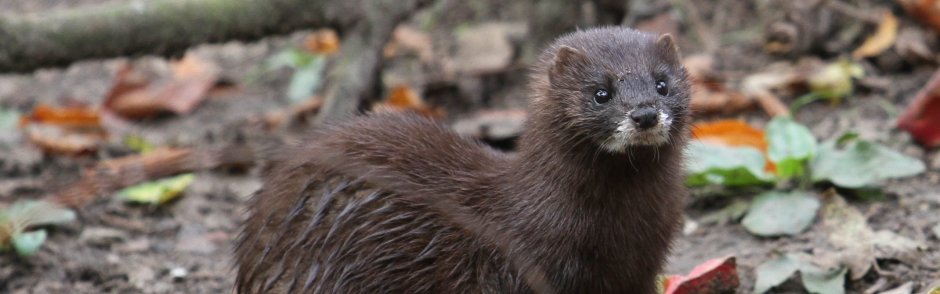 Европейская норка (Mustela lutreola)