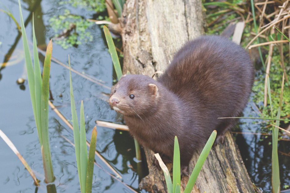 Европейская норка (Mustela lutreola)