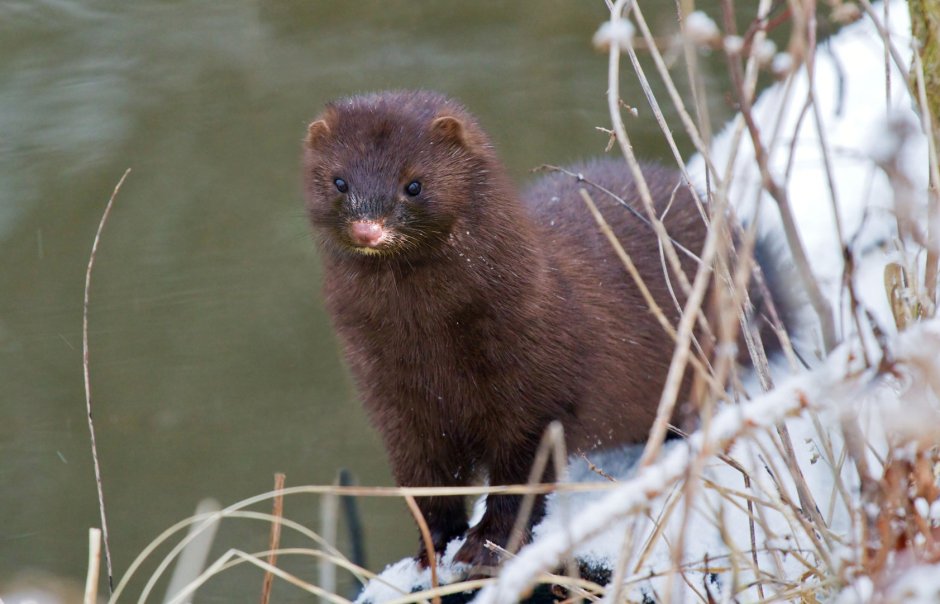 Mustela lutreola норка