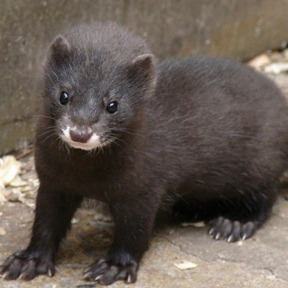 Европейская норка Mustela lutreola (Linnaeus, 1761)