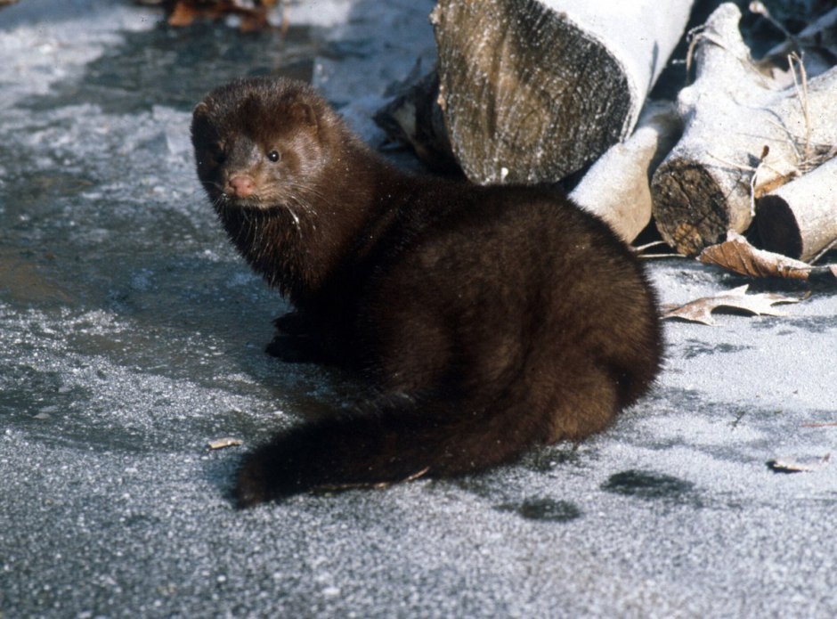 Американская норка (Mustela Vison)