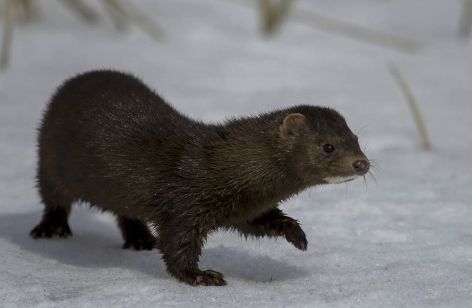 Европейская норка Mustela lutreola (Linnaeus, 1761)