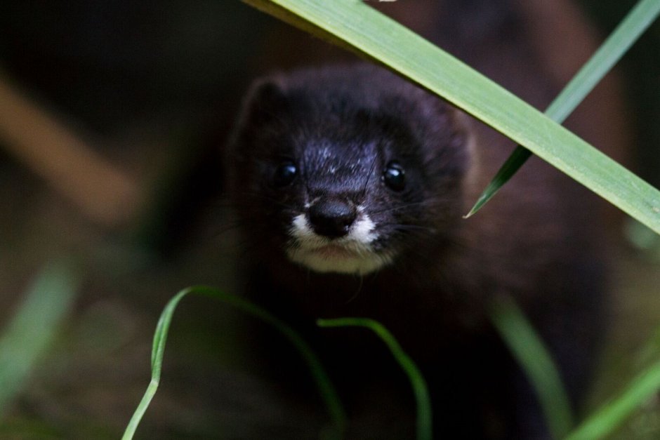 Европейская норка (Mustela lutreola)