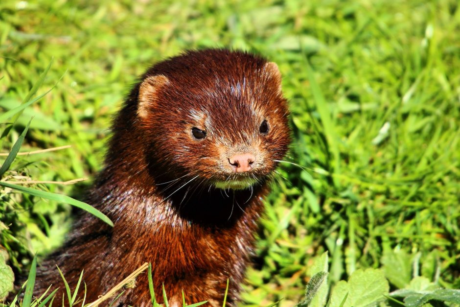 Американская норка (Mustela Vison)