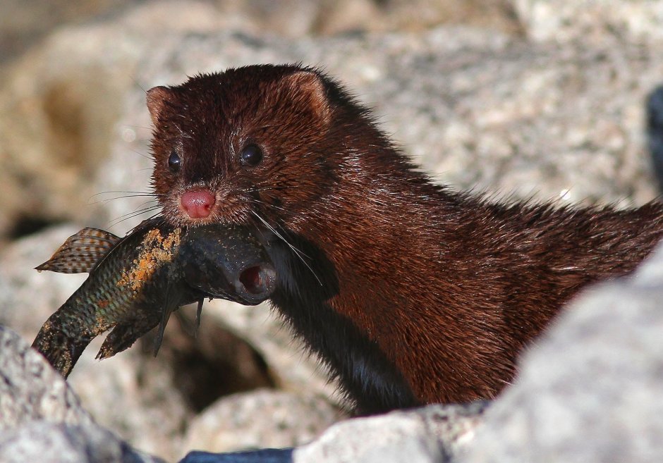 Американская норка (Mustela Vison)