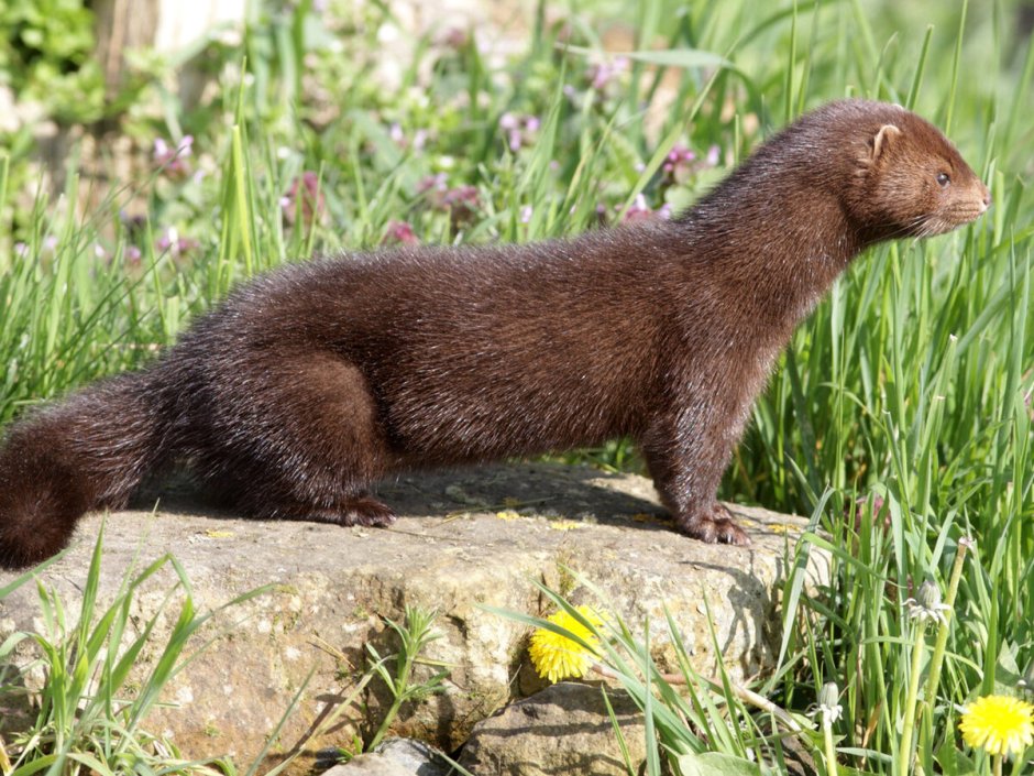Европейская норка (Mustela lutreola)