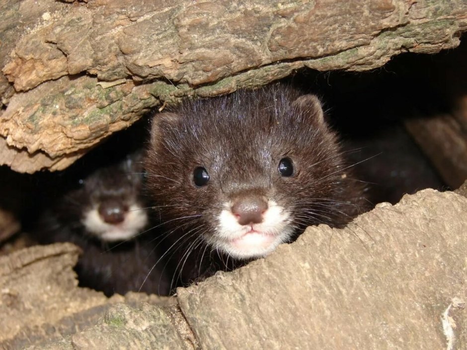 Норки коричневый животных
