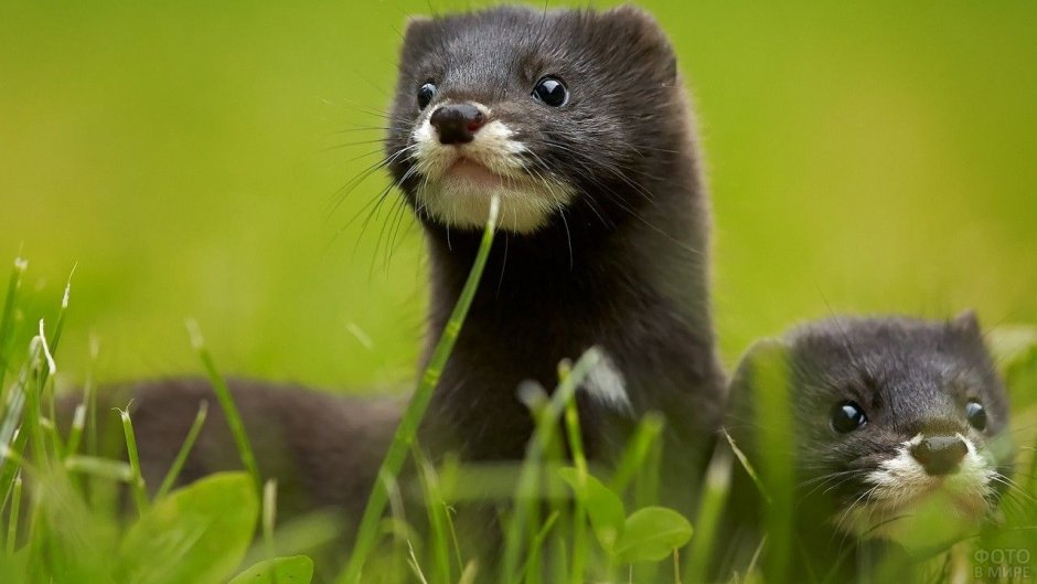 Американская норка (Mustela Vison)