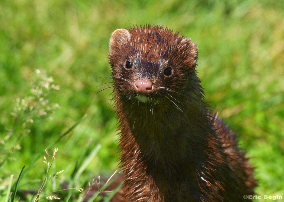 Северная европейская норка (Mustela lutreola lutreola)