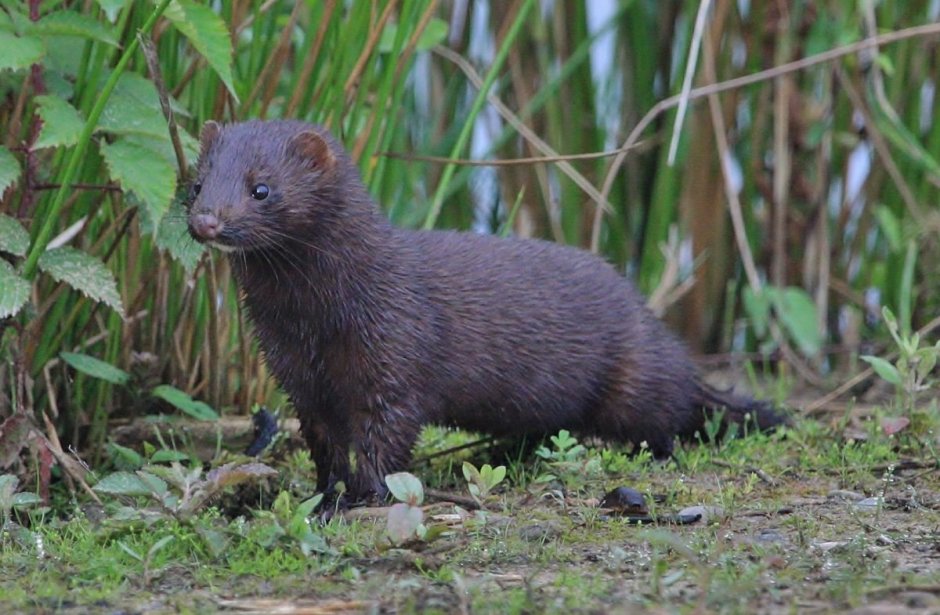 Mustela lutreola норка