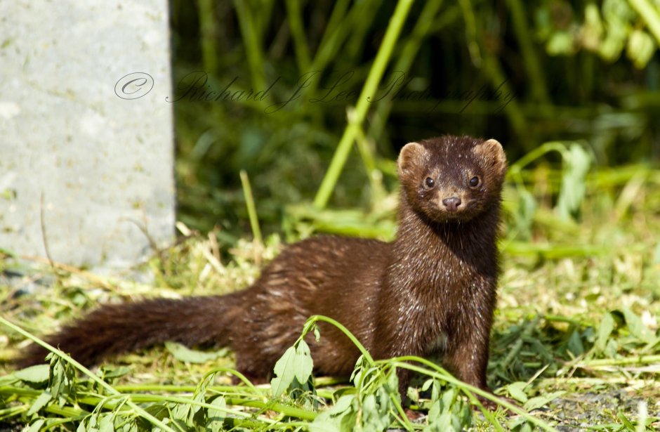 Американская норка (Mustela Vison)