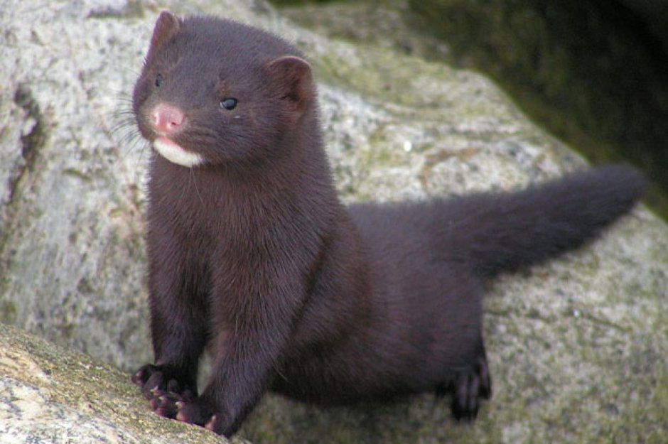 Mustela lutreola норка
